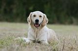 GOLDEN RETRIEVER 941